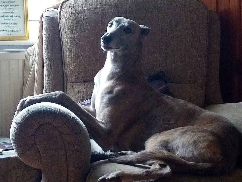 Diego joined the competition — help win amazing prizes! art, canidae, carnivore, comfort, companion_dog, dog, dog_breed, fawn, felidae, grey, guard_dog, sighthound, snout, sporting_group, statue, tail, terrestrial_animal, wildlife, window, working_animal