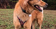 Maya is registered to the contest to win money with this photo: animal, canine, collar, dog, field, fluffy, fur, golden, grass, happy, harness, leash, muzzle, nature, outdoor, pet, pine_trees, side_view, sky, tag