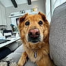 Maya is registered to the contest to win money with this photo: close_up, collar, couch, cozy, curious, dog, domestic_animal, ears, fur, furry, golden_brown, home, indoors, living_room, natural_light, nose, paw, pet, sitting, window