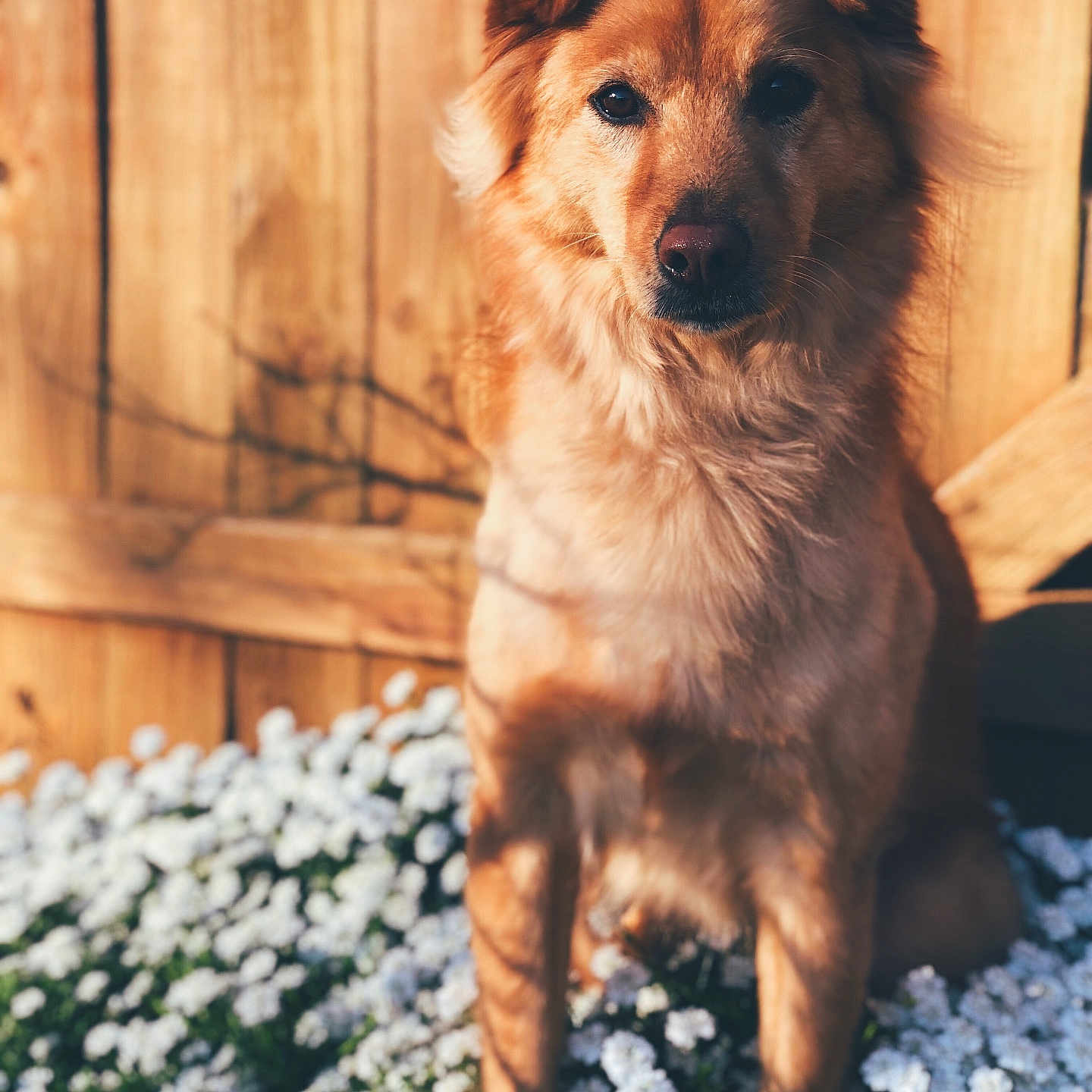 Maya