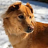 Maya is registered to the contest to win money with this photo: animal, background_blur, canine, close_up, daylight, dog, ears, fluffy, fur, golden_brown, muzzle, nature, outdoor, pet, portrait, side_view, snow, thoughtful, whiskers, winter