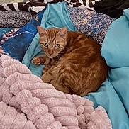Edward joined the competition — help win amazing prizes! cat, ginger_cat, pet, blanket, bedding, cozy, indoor, curled_up, fur, green_eyes, whiskers, bed, pink_blanket, teal_bedding, patterned_blanket, resting, cute, comfort, portrait, sleepy