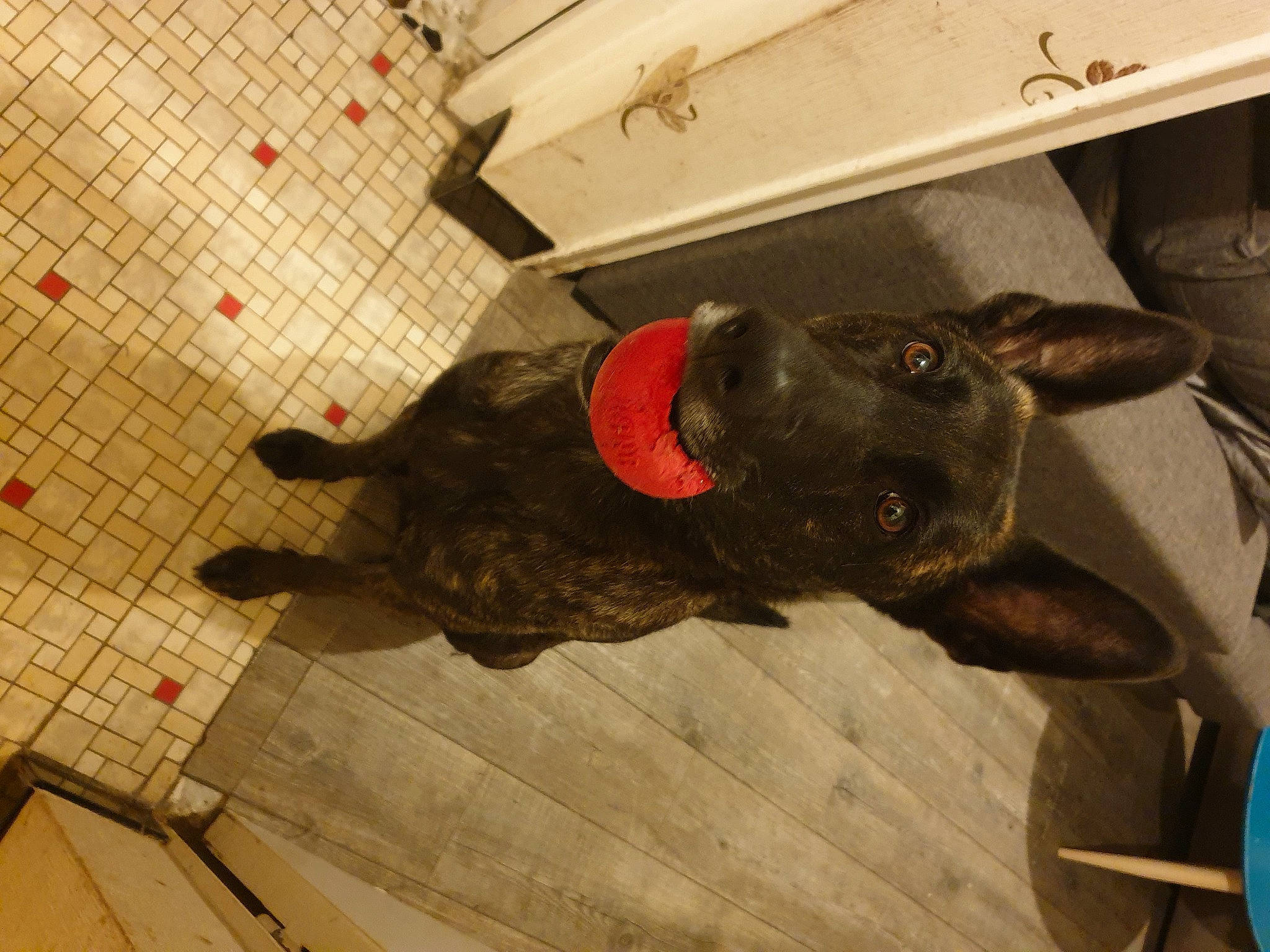 Nova a rejoint le concours — aidez-le/la à gagner de superbes lots ! canidae, carnivore, dog, dog_breed, formosan_mountain_dog, non_sporting_group, patterdale_terrier, snout, sporting_group