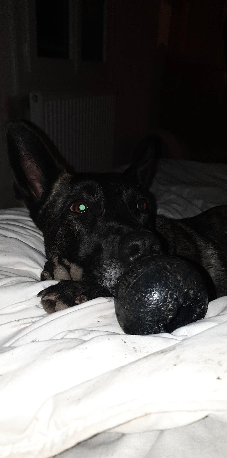 Nova a rejoint le concours — aidez-le/la à gagner de superbes lots ! black, canidae, carnivore, dog, dog_breed, formosan_mountain_dog, guard_dog, puppy, rare_breed_dog, snout, sporting_group