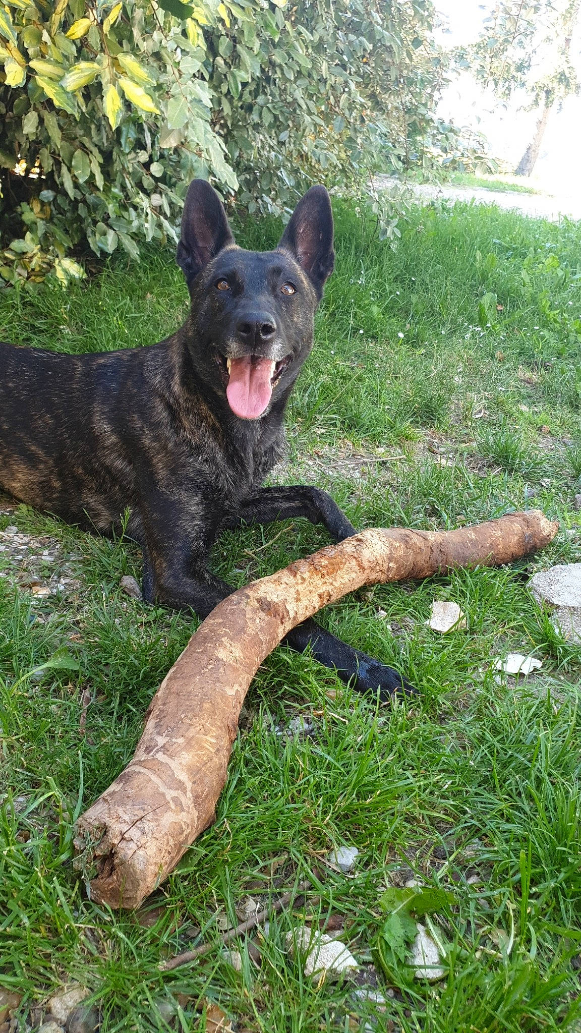 Nova participe au concours pour gagner de l'argent avec cette photo : alaunt, canidae, carnivore, dog, dog_breed, dutch_shepherd_dog, formosan_mountain_dog, kai_ken, mammal, plant, rare_breed_dog, vertebrate