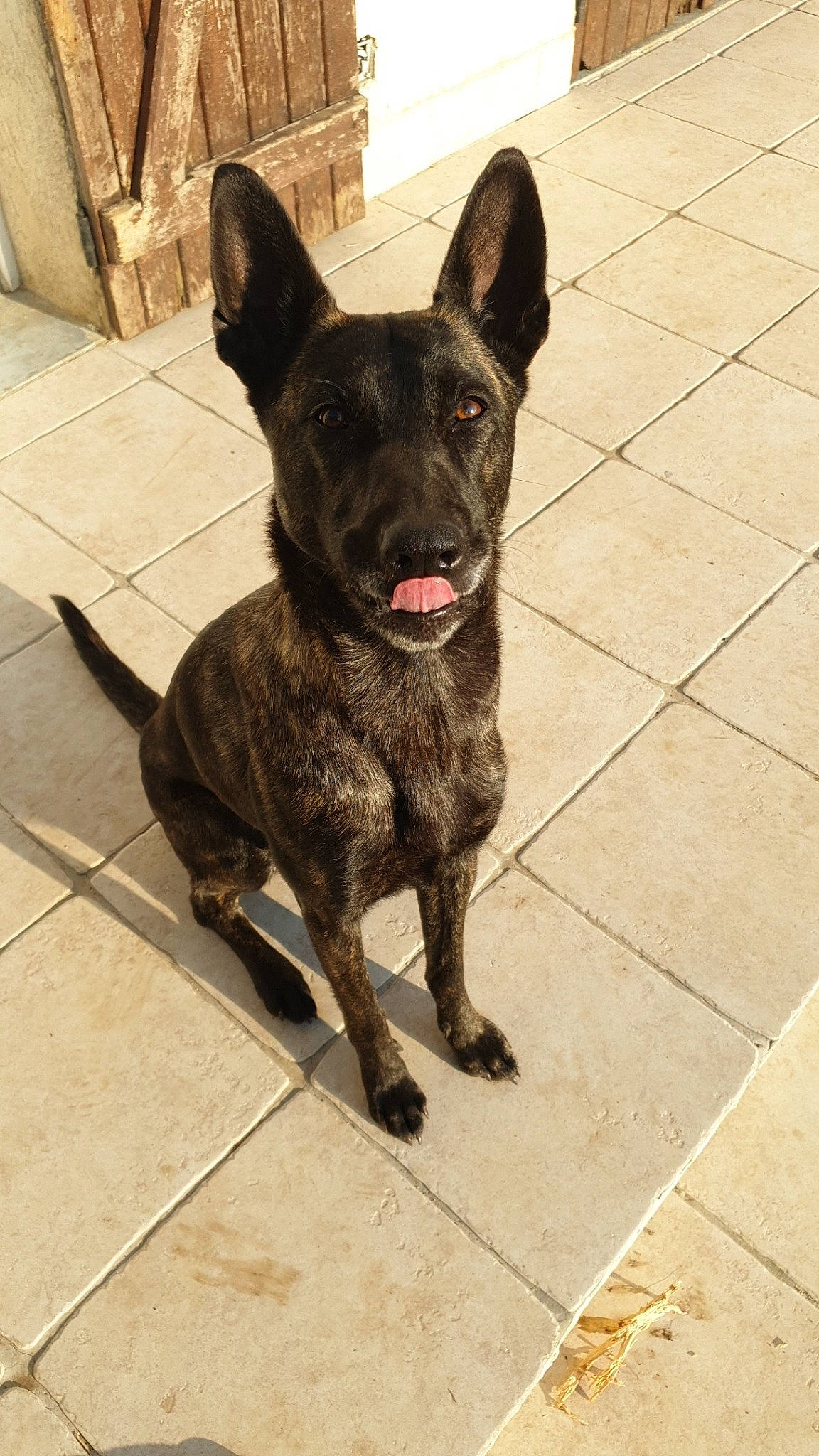 Nova participe au concours pour gagner de l'argent avec cette photo : canidae, carnivore, dog, dog_breed, dutch_shepherd_dog, formosan_mountain_dog, kai_ken, mammal, rare_breed_dog, vertebrate