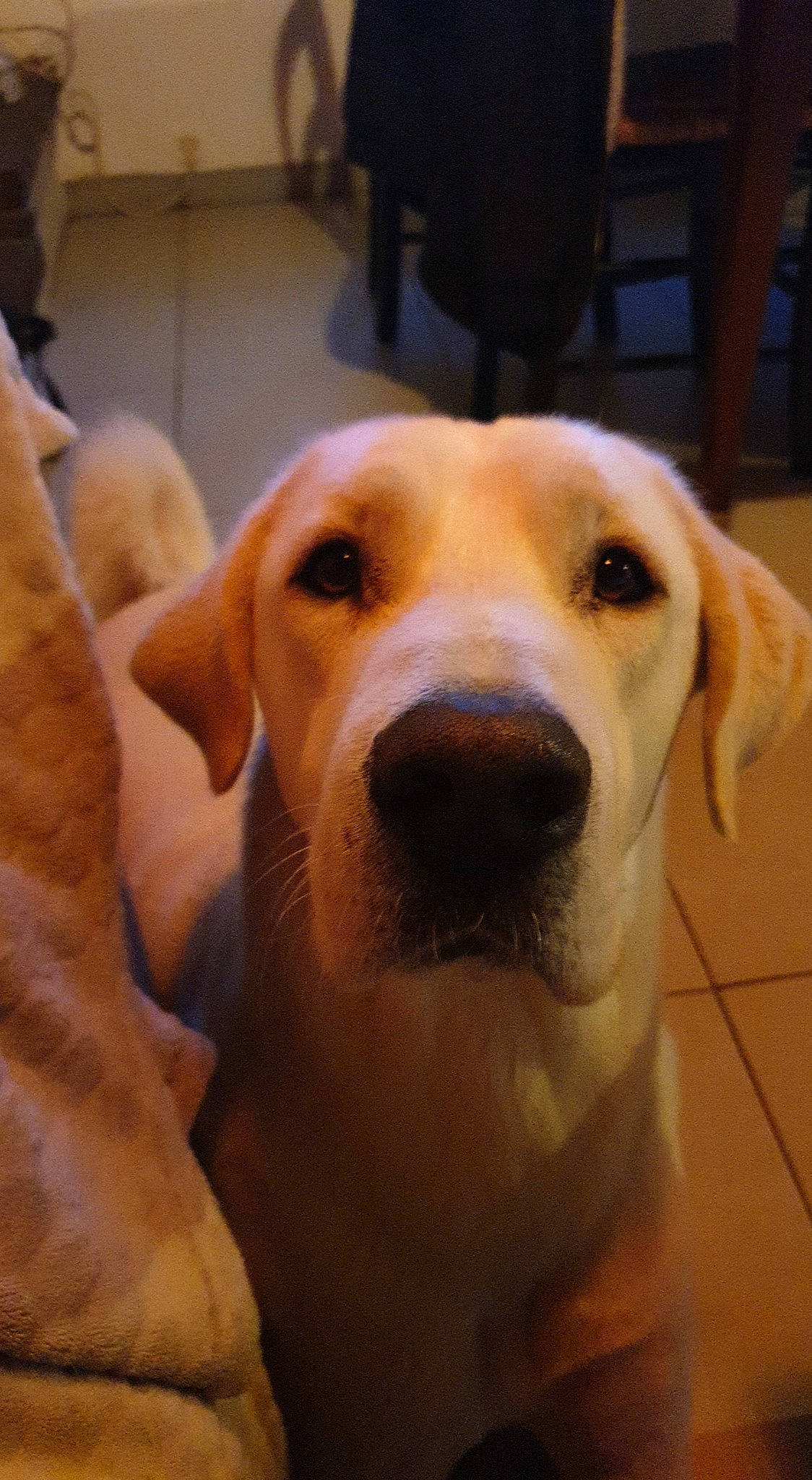 Doudou a rejoint le concours — aidez-le/la à gagner de superbes lots ! carnivore, chair, companion_dog, dog, dog_breed, ear, flooring, fur, guard_dog, gun_dog, hunting_dog, labrador_retriever, puppy, retriever, selfie, snout, sporting_group, whiskers, working_animal, working_dog