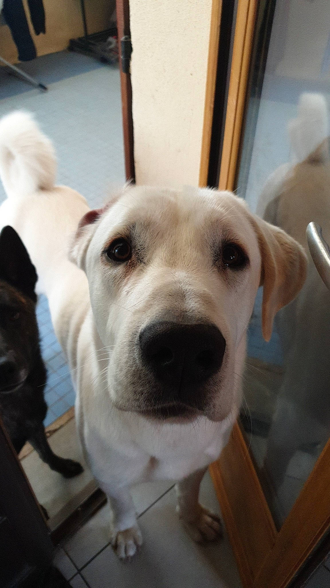 Doudou participe au concours pour gagner de l'argent avec cette photo : carnivore, collar, companion_dog, dog, dog_breed, dog_collar, ear, eye, fawn, flooring, fur, jaw, mammal, pet_supply, retriever, selfie, snout, sporting_group, whiskers, working_animal