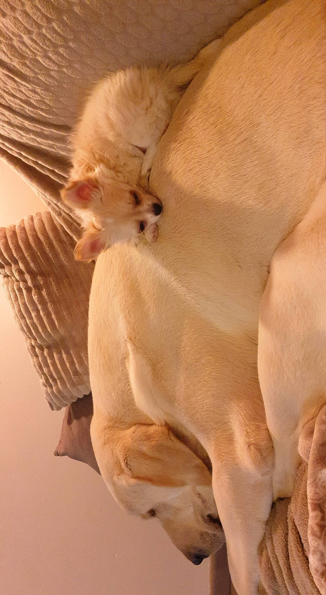 Doudou participe au concours pour gagner de l'argent avec cette photo : canidae, carnivore, comfort, companion_dog, dog, dog_breed, fawn, felidae, fur, linens, non_sporting_group, paw, puppy, snout, sporting_group, tail, terrestrial_animal, trunk, whiskers, wing