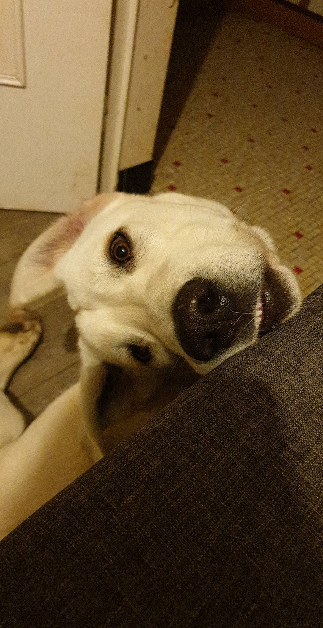 Doudou participe au concours pour gagner de l'argent avec cette photo : canidae, carnivore, comfort, companion_dog, dog, dog_breed, ear, fawn, flooring, fur, jaw, monochrome, puppy_love, selfie, snout, sporting_group, terrestrial_animal, whiskers, wood, working_animal