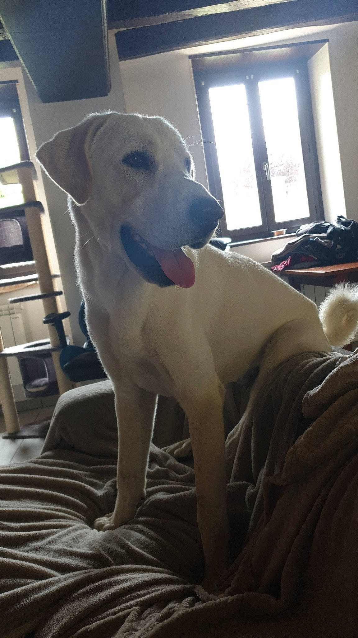 Doudou participe au concours pour gagner de l'argent avec cette photo : canidae, carnivore, comfort, companion_dog, couch, curtain, dog, dog_breed, fawn, guard_dog, non_sporting_group, sitting, snout, sporting_group, terrestrial_animal, whiskers, window, working_animal