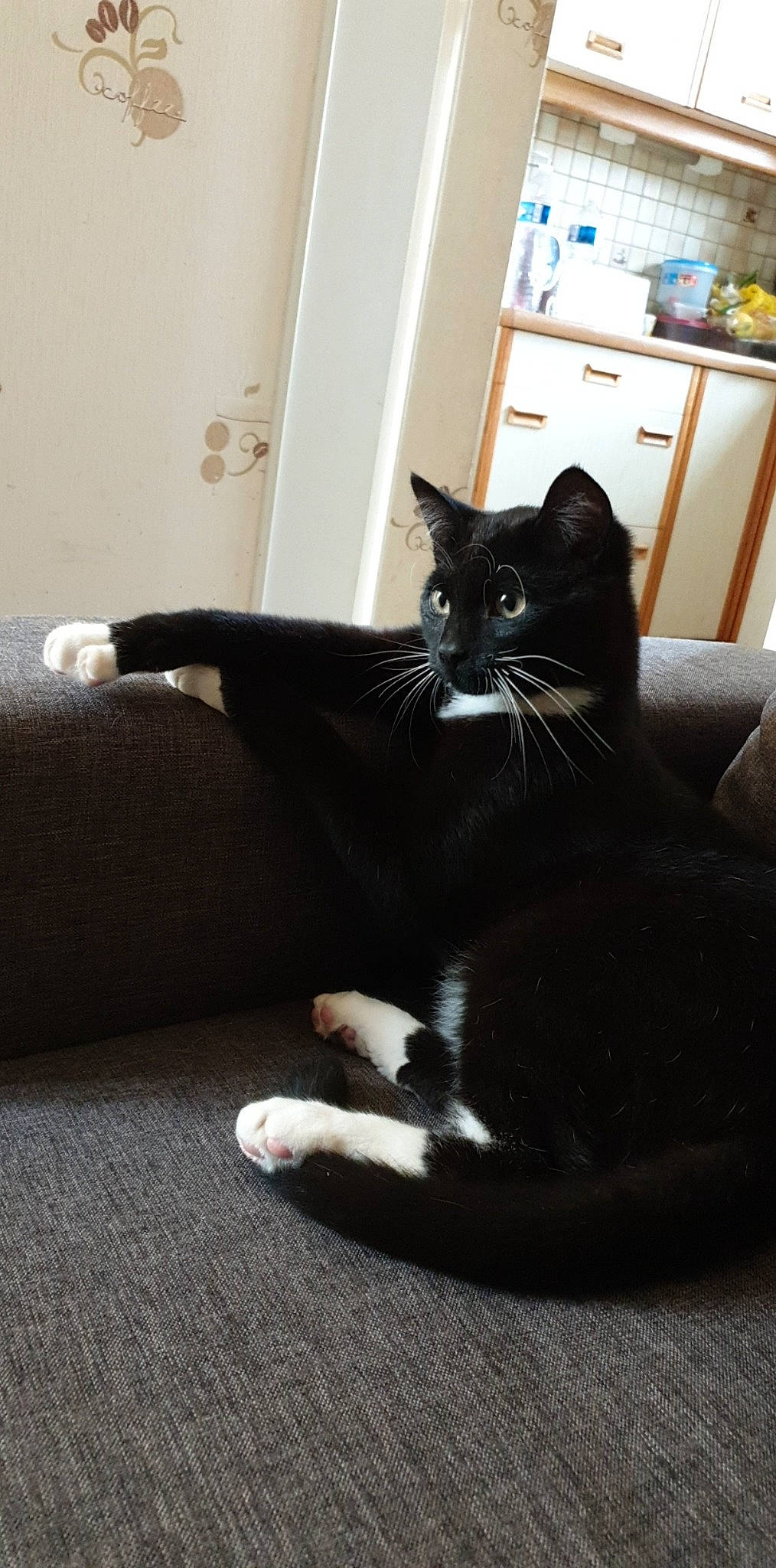 Chocho a rejoint le concours — aidez-le/la à gagner de superbes lots ! black, black_and_white, black_cat, carnivore, cat, domestic_short_haired_cat, ear, felidae, fur, kitten, leg, polydactyl_cat, room, sitting, small_to_medium_sized_cats, snout, tail, whiskers