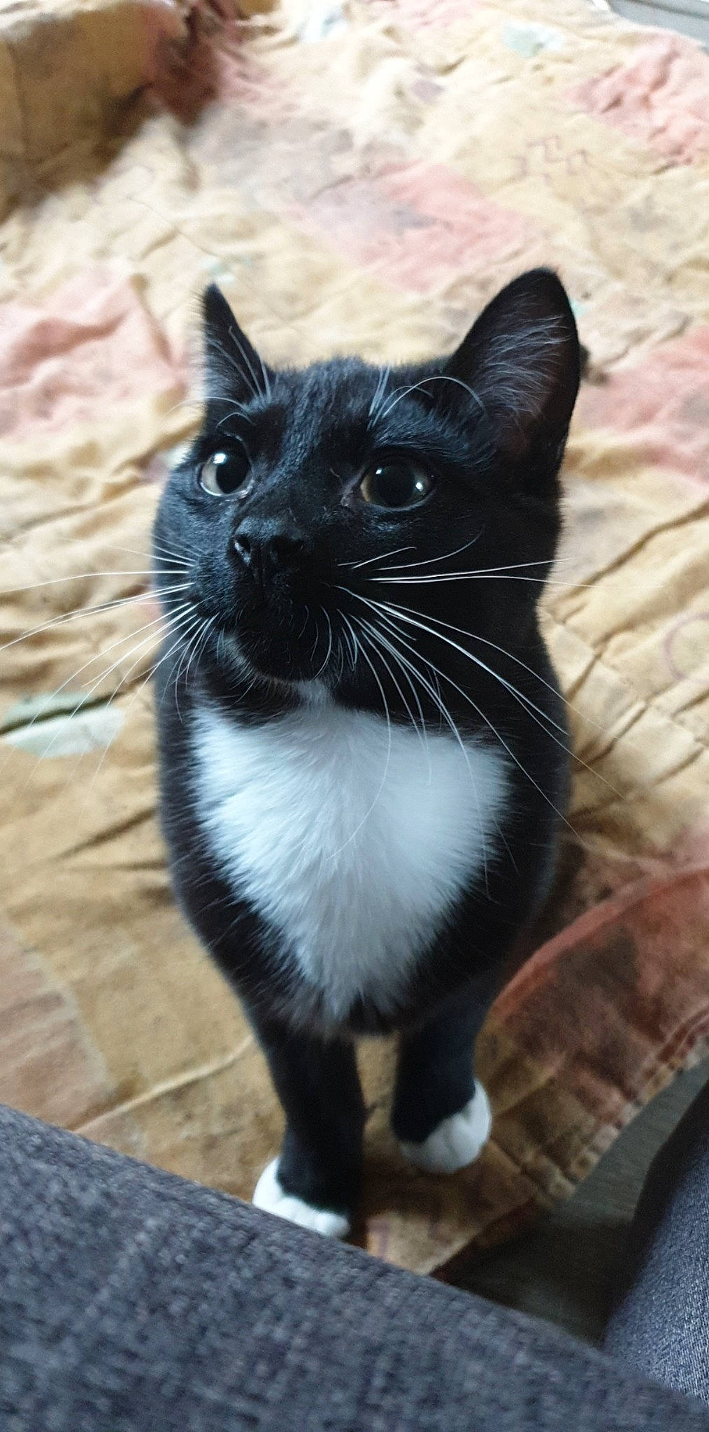 Chocho participe au concours pour gagner de l'argent avec cette photo : asian, black, black_and_white, black_cat, carnivore, cat, domestic_short_haired_cat, felidae, kitten, mammal, polydactyl_cat, small_to_medium_sized_cats, snout, tail, whiskers