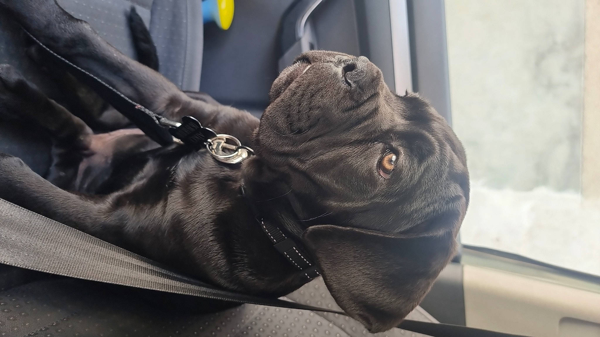 Aïko a rejoint le concours — aidez-le/la à gagner de superbes lots ! bag, carmine, carnivore, comfort, companion_dog, dog, dog_breed, fashion_accessory, fawn, grey, luggage_and_bags, outdoor_shoe, personal_protective_equipment, snout, sporting_group, terrestrial_animal, vehicle_door, whiskers, working_animal, wrinkle