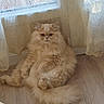 cat, fluffy_cat, long_hair, golden_fur, persian_cat, pet, animal, sitting, upright_posture, portrait, indoors, curtains, window, wood_floor, tail, whiskers, ears, amber_eyes, serious_expression, cute