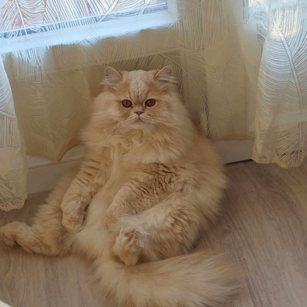 Cookie