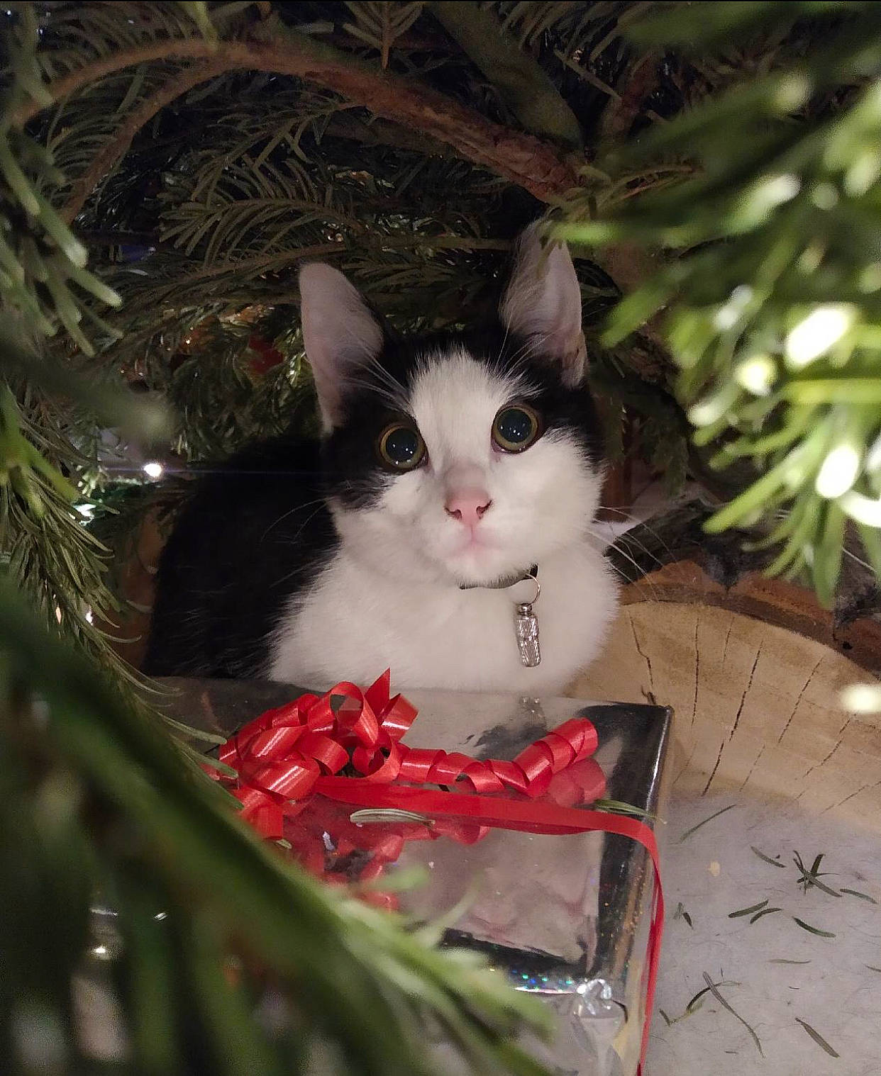 Caprice participe au concours pour gagner de l'argent avec cette photo : carnivore, cat, christmas_decoration, christmas_ornament, christmas_tree, event, eye, fawn, felidae, grass, holiday, lap, leaf, plant, small_to_medium_sized_cats, snout, toy, tree, whiskers, wood