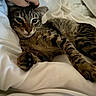 Chiko is registered to the contest to win money with this photo: cat, tabby, pet, animal, feline, paw, hand, blanket, bed, resting, relaxed, indoor, fur, striped, cute, sleepy, comfort, cozy, scratching, domestic