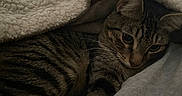 Chiko is registered to the contest to win money with this photo: cat, tabby_cat, pet, animal, feline, whiskers, fur, striped, blanket, texture, cozy, resting, indoor, closeup, sleepy, cute, soft, comfort, warm, relaxed