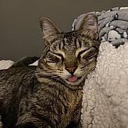 Chiko is registered to the contest to win money with this photo: cat, tabby, pet, sleeping, tongue_out, close_up, feline, cozy, blanket, fur, whiskers, indoor, resting, cute, animal, cute_pet, relaxed, soft_texture, domestic_animal, warm_lighting