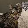 cat, tabby, pet, sleeping, tongue_out, close_up, feline, cozy, blanket, fur, whiskers, indoor, resting, cute, animal, cute_pet, relaxed, soft_texture, domestic_animal, warm_lighting