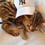 Hermès participe au concours pour gagner de l'argent avec cette photo : animal, cap, cat, cozy, cream_color, cute, domestic, feline, fur, hat, indoor, knitted_blanket, new_york_yankees, ny, pet, relaxing, sleepy, striped, tabby, whiskers