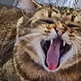 Hermès participe au concours pour gagner de l'argent avec cette photo : animal, blurred, cat, close_up, cozy, cute, domestic_cat, feline, fur, indoor, mammal, mouth_open, pet, resting, sleepy, tabby, teeth, tongue, whiskers, yawning