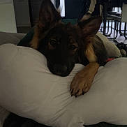 Yuna a rejoint le concours — aidez-le/la à gagner de superbes lots ! dog, german_shepherd, pillow, resting, indoor, living_room, furniture, blanket, relaxed, pet, canine, ears, nose, paw, dark, window, chair, door, home, comfort