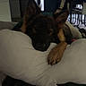 dog, german_shepherd, pillow, resting, indoor, living_room, furniture, blanket, relaxed, pet, canine, ears, nose, paw, dark, window, chair, door, home, comfort