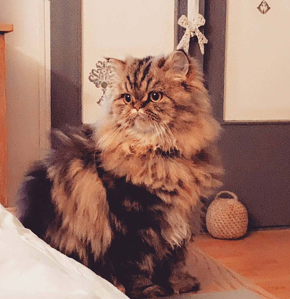 Régine a rejoint le concours — aidez-le/la à gagner de superbes lots ! ball, beige, british_semi_longhair, carnivore, cat, domestic_long_haired_cat, fawn, felidae, fur, persian, small_to_medium_sized_cats, terrestrial_animal, whiskers