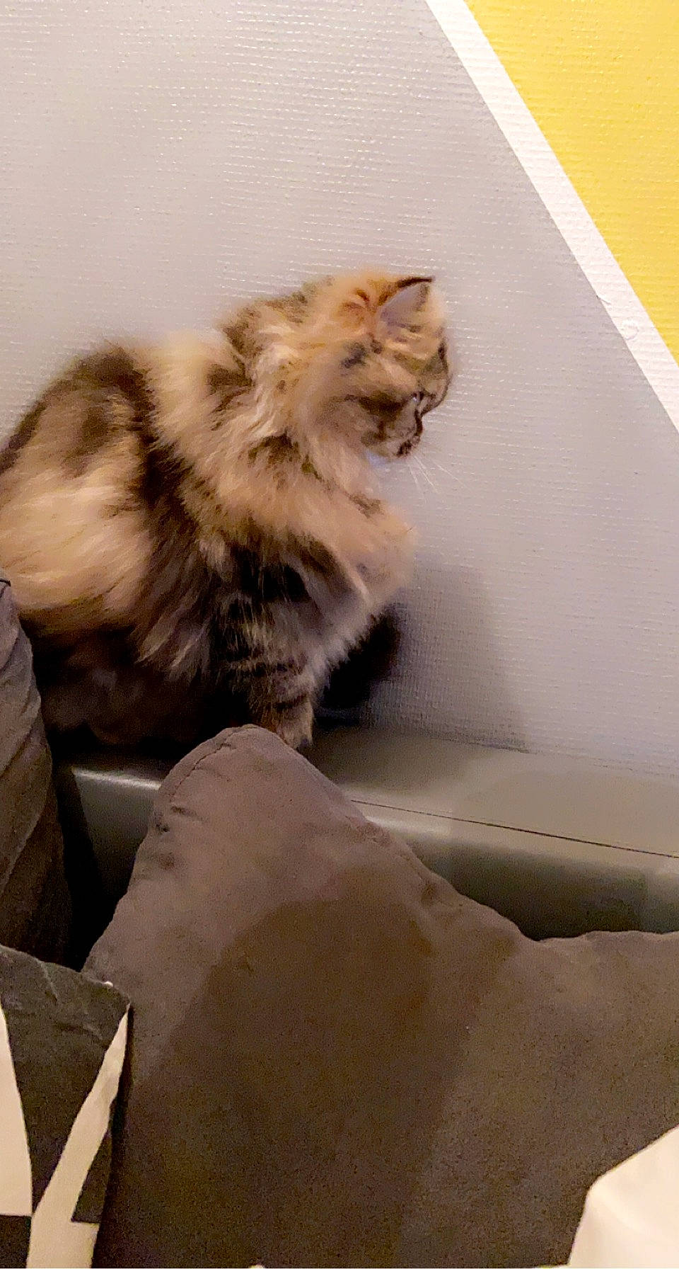 Régine a rejoint le concours — aidez-le/la à gagner de superbes lots ! beige, british_semi_longhair, carnivore, cat, domestic_long_haired_cat, fawn, felidae, foot, fur, maine_coon, paw, persian, small_to_medium_sized_cats, tail, terrestrial_animal, toe, vertebrate, whiskers