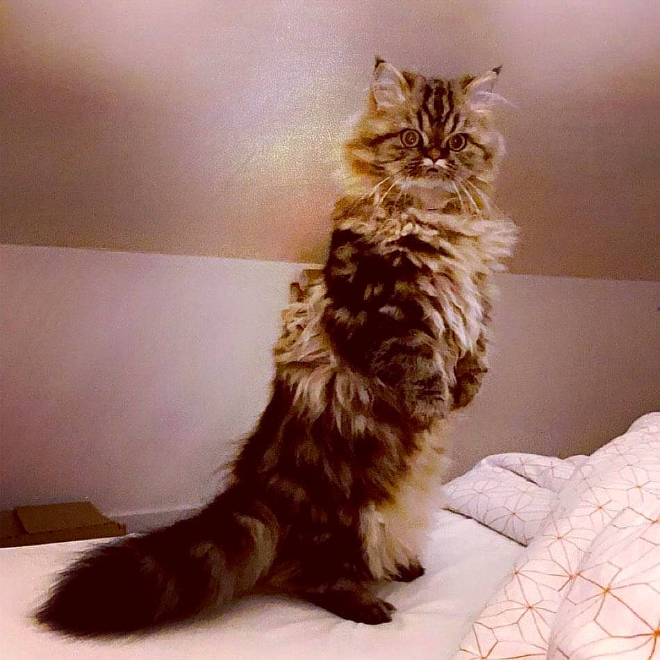 Régine a rejoint le concours — aidez-le/la à gagner de superbes lots ! amber, bed, bed_sheet, carnivore, cat, felidae, fur, linens, maine_coon, photography, small_to_medium_sized_cats, snapshot, tail, terrestrial_animal, toe, vertebrate, whiskers, yellow