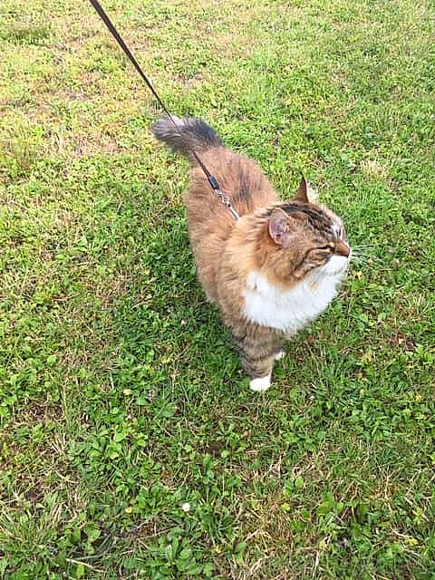 Sherka a rejoint le concours — aidez-le/la à gagner de superbes lots ! canidae, carnivore, cat, domestic_short_haired_cat, felidae, fur, grass, grass_family, grassland, groundcover, plant, small_to_medium_sized_cats, soil, tail, terrestrial_animal, whiskers, wildlife