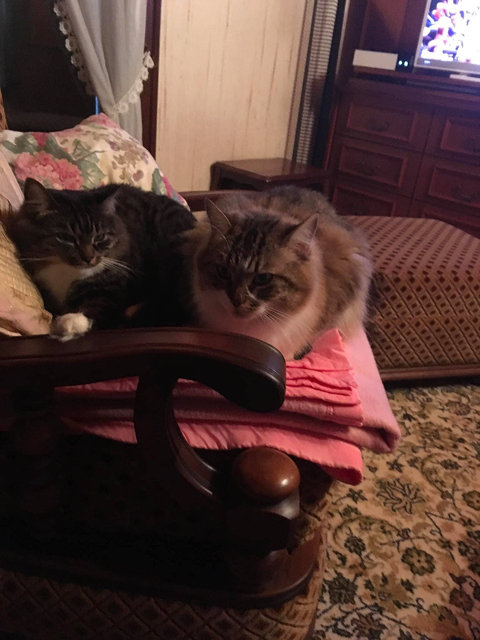 Chanel a rejoint le concours — aidez-le/la à gagner de superbes lots ! carnivore, cat, cloud, comfort, domestic_short_haired_cat, felidae, flooring, fur, grey, hardwood, lap, picture_frame, sitting, small_to_medium_sized_cats, tail, television, tints_and_shades, whiskers, window, wood