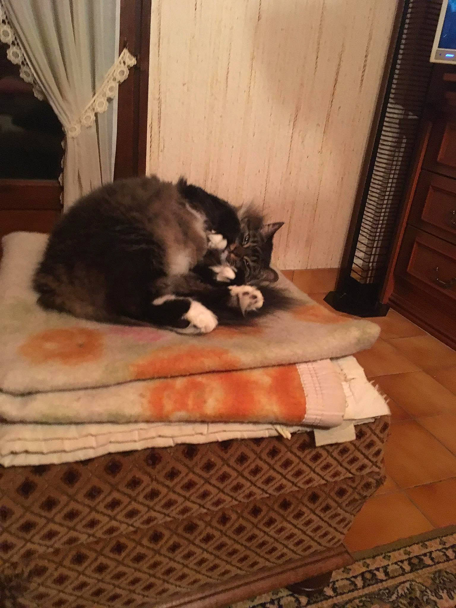 Chanel participe au concours pour gagner de l'argent avec cette photo : carnivore, cat, cat_supply, comfort, curtain, domestic_short_haired_cat, felidae, floor, flooring, fur, hardwood, linens, plant, room, small_to_medium_sized_cats, tail, tints_and_shades, whiskers, window, wood