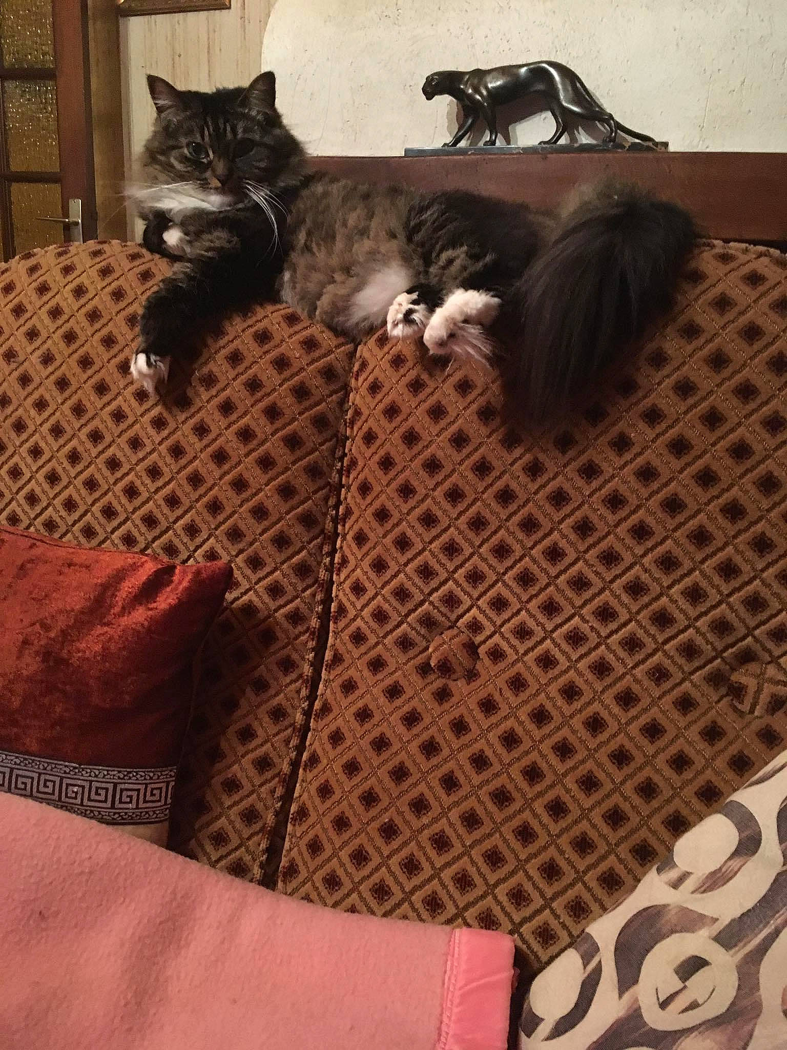 Chanel a rejoint le concours — aidez-le/la à gagner de superbes lots ! brown, carnivore, cat, comfort, couch, fawn, felidae, floor, flooring, furniture, grey, hardwood, interior_design, living_room, pattern, small_to_medium_sized_cats, tail, textile, whiskers, wood