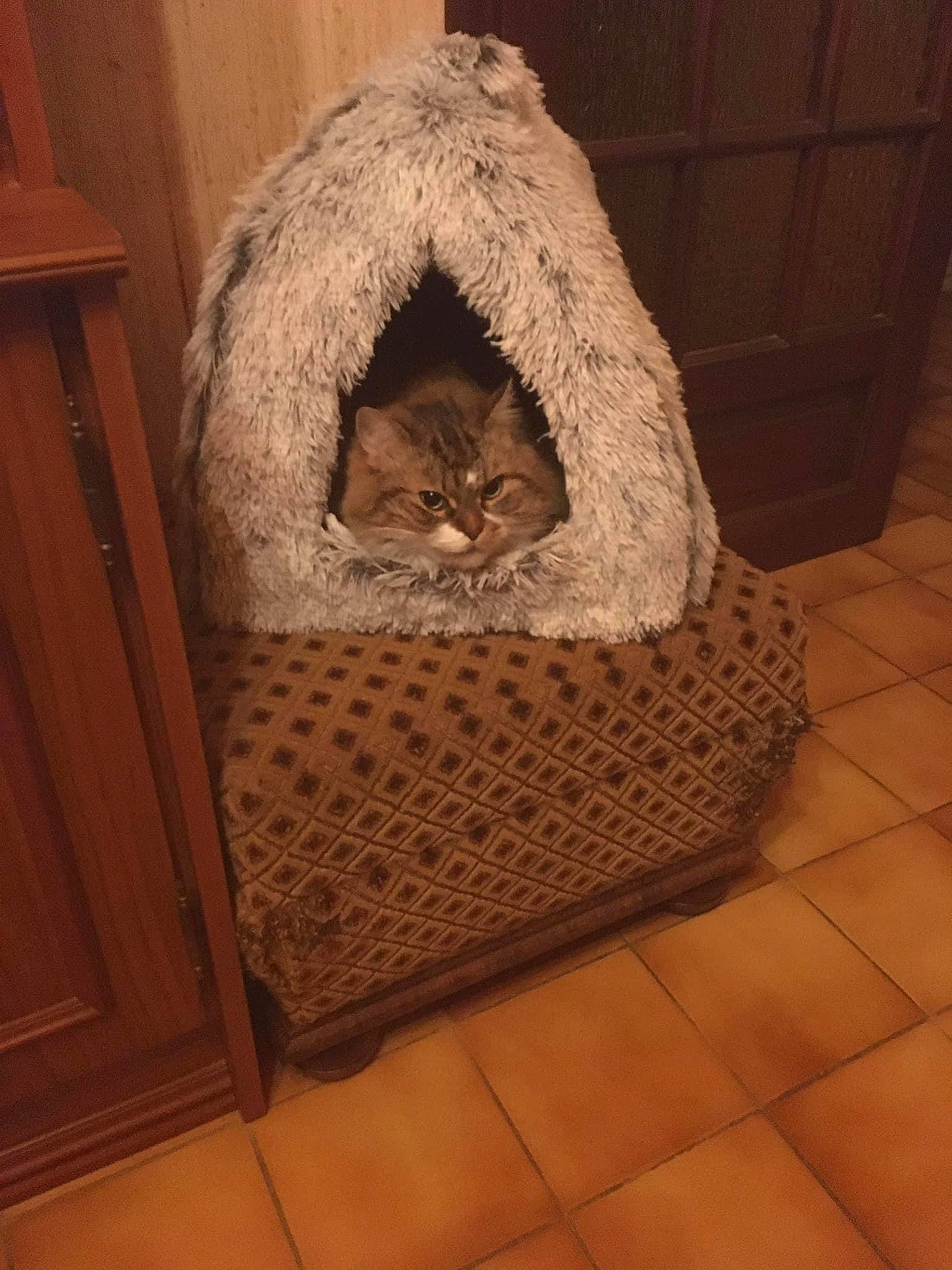 Sherka a rejoint le concours — aidez-le/la à gagner de superbes lots ! basket, brown, carnivore, cat, cat_supply, comfort, domestic_short_haired_cat, fawn, felidae, floor, flooring, fur, hardwood, room, small_to_medium_sized_cats, storage_basket, tail, whiskers, wicker, wood