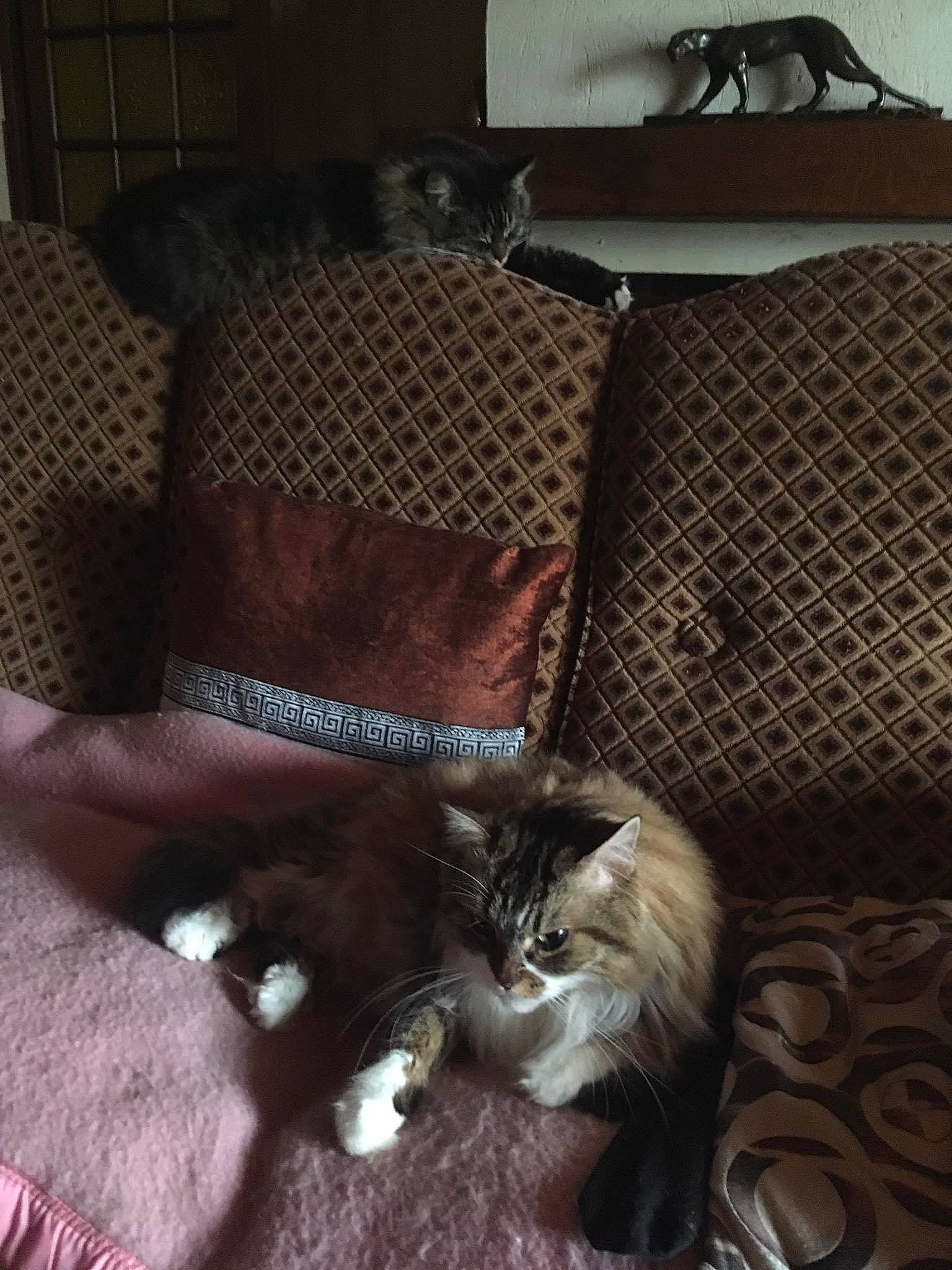 Sherka participe au concours pour gagner de l'argent avec cette photo : carnivore, cat, chair, comfort, couch, domestic_short_haired_cat, felidae, floor, flooring, fur, hardwood, house, living_room, room, sitting, small_to_medium_sized_cats, tail, whiskers, window, wood