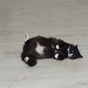 Oreo participe au concours pour gagner de l'argent avec cette photo : cat, animal, pet, black_and_white, lying_down, floor, indoor, feline, relaxed, fur, whiskers, tail, paws, domestic_animal, sleeping, resting, cute, mammal, blurred, background