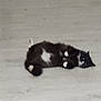 cat, animal, pet, black_and_white, lying_down, floor, indoor, feline, relaxed, fur, whiskers, tail, paws, domestic_animal, sleeping, resting, cute, mammal, blurred, background