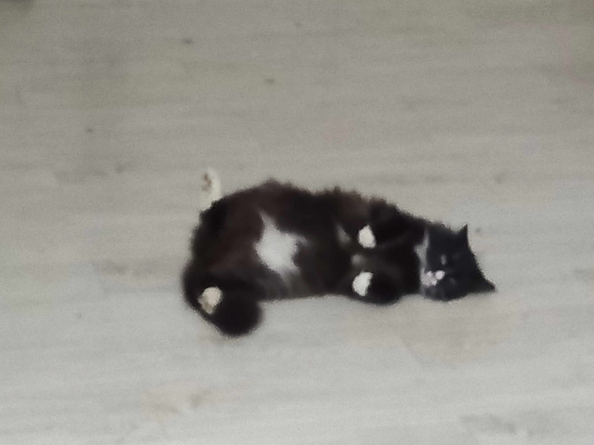 Oreo