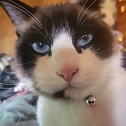 Thorne joined the competition — help win amazing prizes! animal, bell, black_and_white, blue_eyes, cat, close_up, collar, cute, domestic_cat, ears, face, feline, fur, indoor, nose, pet, portrait, soft_background, whiskers
