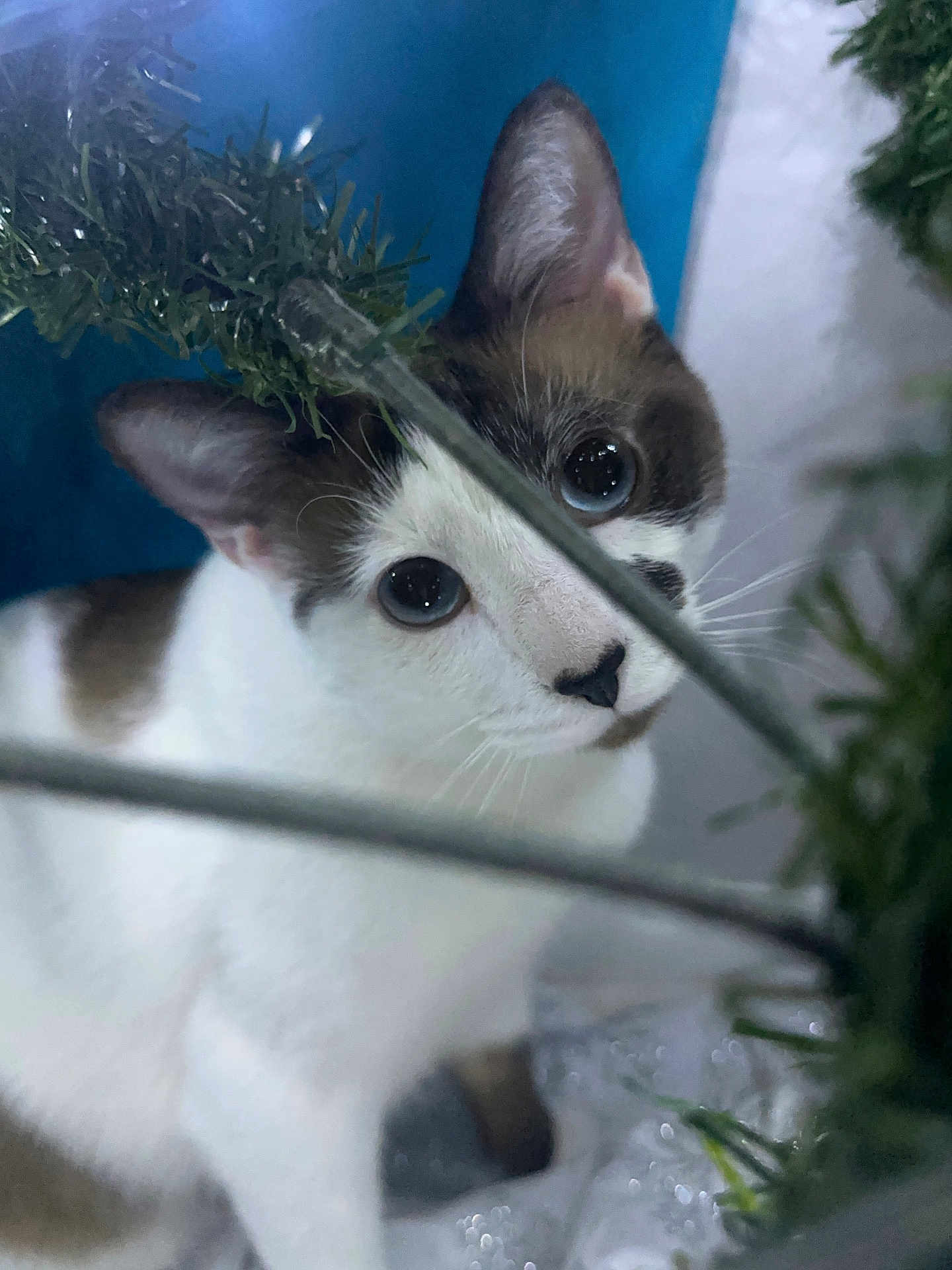 Piper joined the competition — help win amazing prizes! cat, animal, pet, whiskers, fur, ears, eyes, face, curious, closeup, indoor, branch, greenery, nature, blurred_background, white, brown, portrait, cute, feline