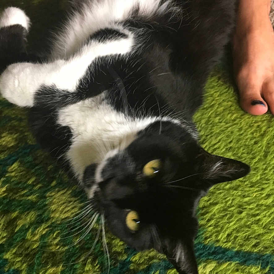 Squidge is registered to the contest to win money with this photo: animal, art, baby, blackcat, canine, cat, collage, computer, computerhardware, dog, electronics, hardware, kitten, laptop, manx, monitor, pc, person, pet, screen