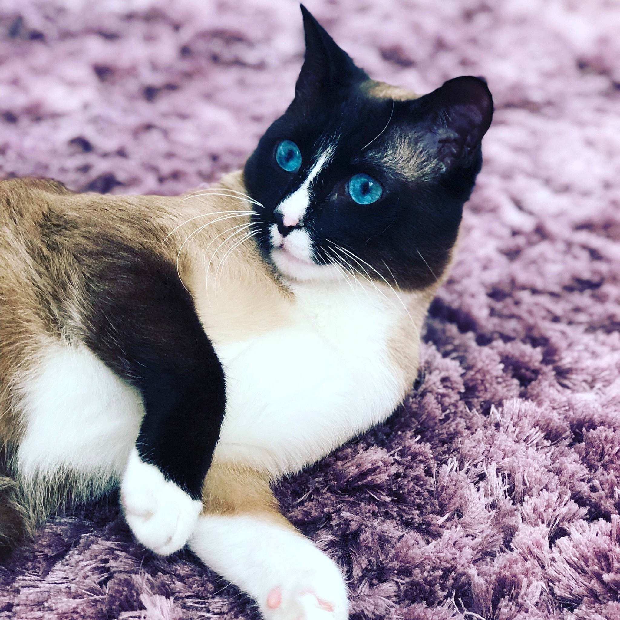 Nioky a rejoint le concours — aidez-le/la à gagner de superbes lots ! carnivore, cat, domestic_short_haired_cat, electric_blue, eye, felidae, foot, grass, human_body, iris, paw, plant, sand, sitting, small_to_medium_sized_cats, snout, tail, terrestrial_animal, whiskers, wildlife