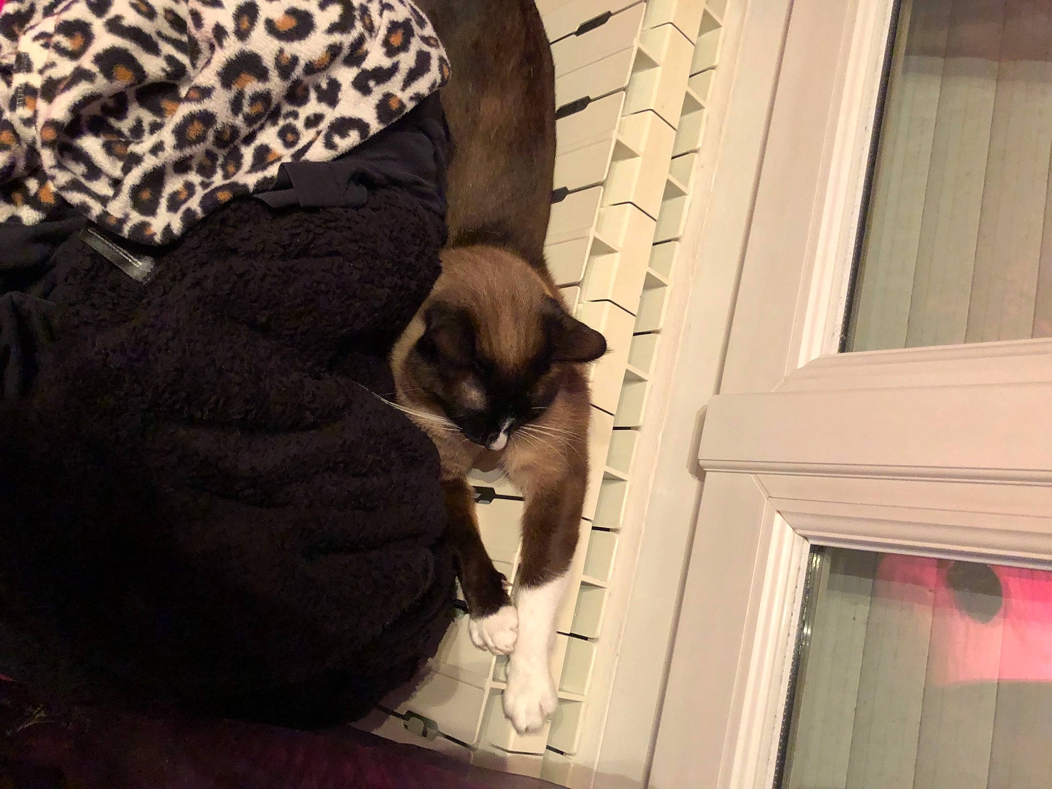 Nioky a rejoint le concours — aidez-le/la à gagner de superbes lots ! carnivore, cat, comfort, domestic_short_haired_cat, door, felidae, flooring, fur, home_door, human_leg, pattern, room, sitting, small_to_medium_sized_cats, tail, tints_and_shades, whiskers, window, wood