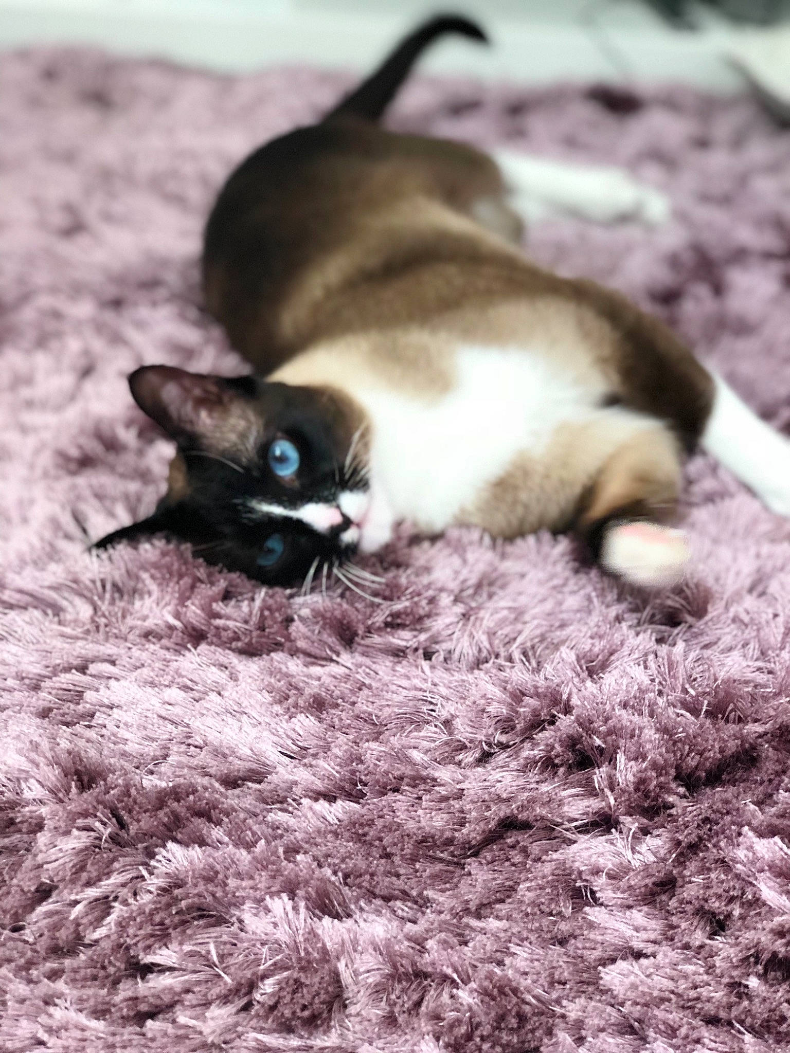 Nioky participe au concours pour gagner de l'argent avec cette photo : carnivore, cat, close_up, comfort, fawn, felidae, fur, grass, grey, linens, plant, siamese, small_to_medium_sized_cats, snout, tail, terrestrial_animal, thai, whiskers, wildlife, wood