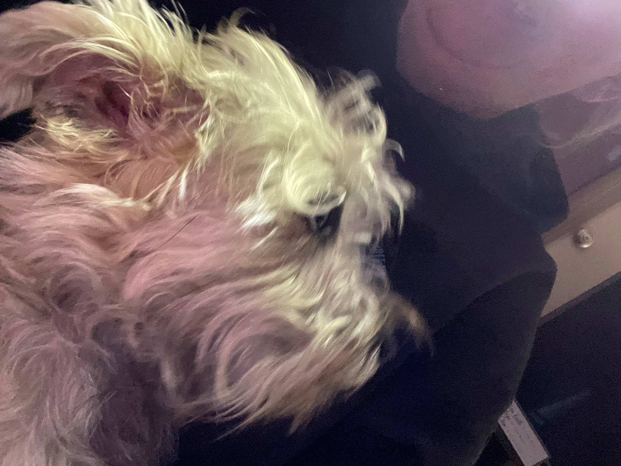 Asher is registered to the contest to win money with this photo: canidae, carnivore, cloud, cockapoo, companion_dog, darkness, dog, dog_breed, fur, maltepoo, meteorological_phenomenon, non_sporting_group, puppy, schnauzer, sky, small_terrier, snout, sporting_group, terrier, toy_dog