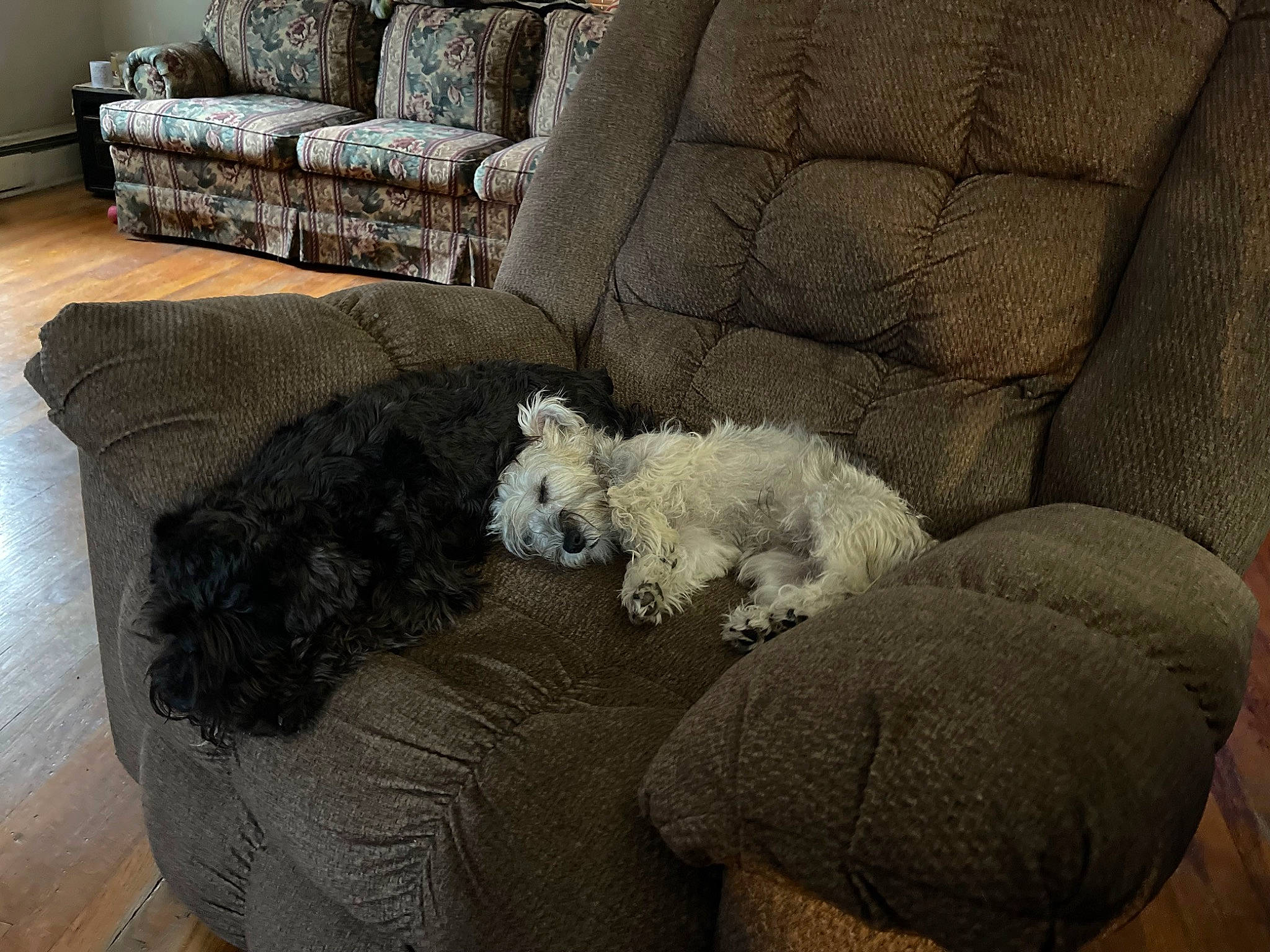 Asher is registered to the contest to win money with this photo: canidae, carnivore, comfort, companion_dog, couch, dog, dog_breed, flooring, fur, furniture, grey, living_room, room, sofa_bed, sporting_group, studio_couch, terrier, toy_dog, water_dog, working_animal