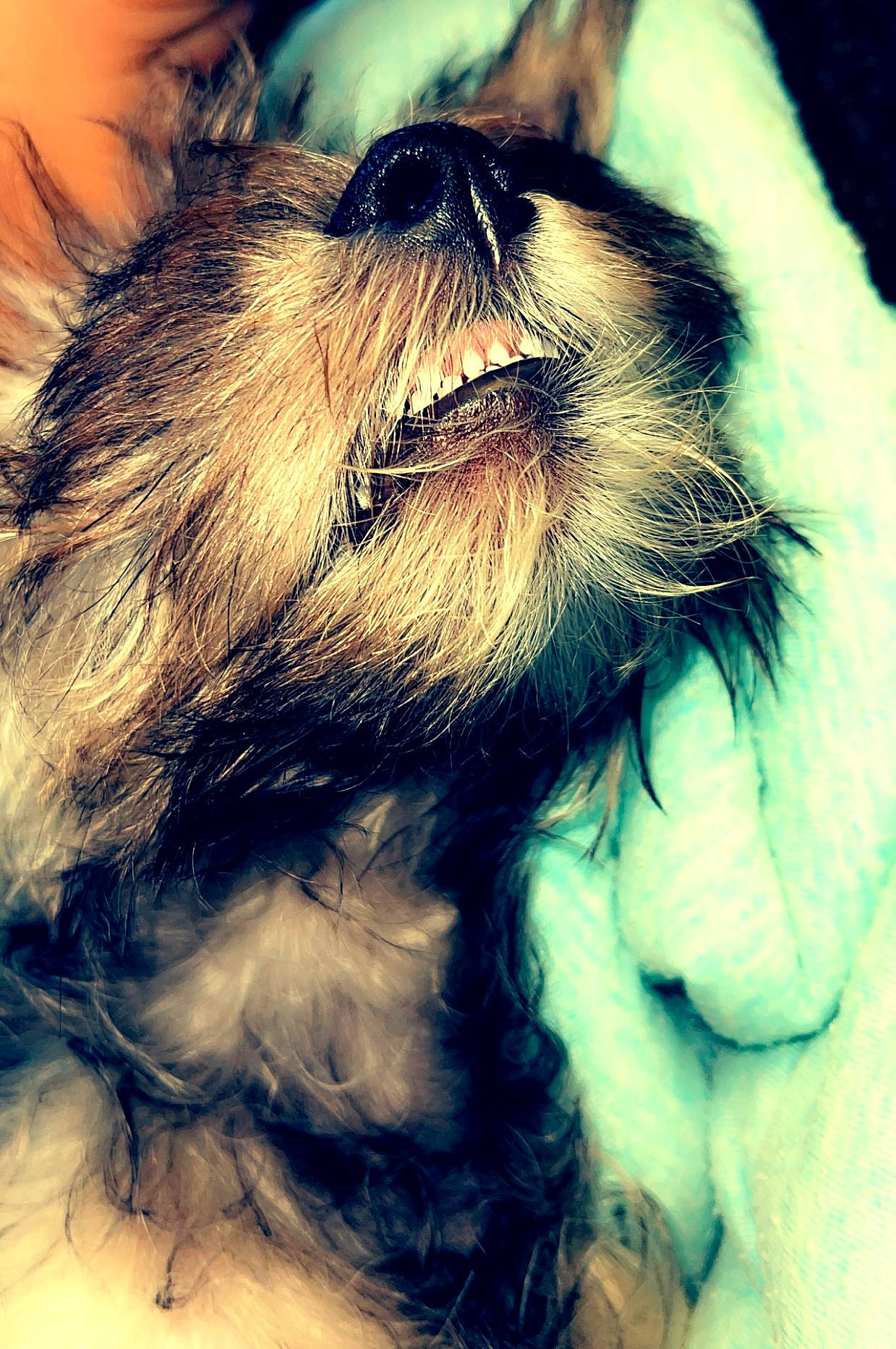 Asher joined the competition — help win amazing prizes! beard, canidae, carnivore, close_up, cloud, companion_dog, dog, dog_breed, electric_blue, facial_hair, fawn, felidae, liver, paw, small_to_medium_sized_cats, snout, sporting_group, tail, terrier, whiskers